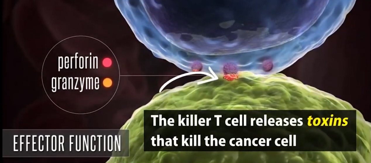 BIM100 กระตุ้นเซลล์ T พิมาตจัดการกับเซลล์มะเร็งได้เร็ว